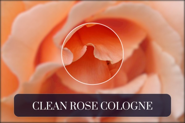 clean rose cologne