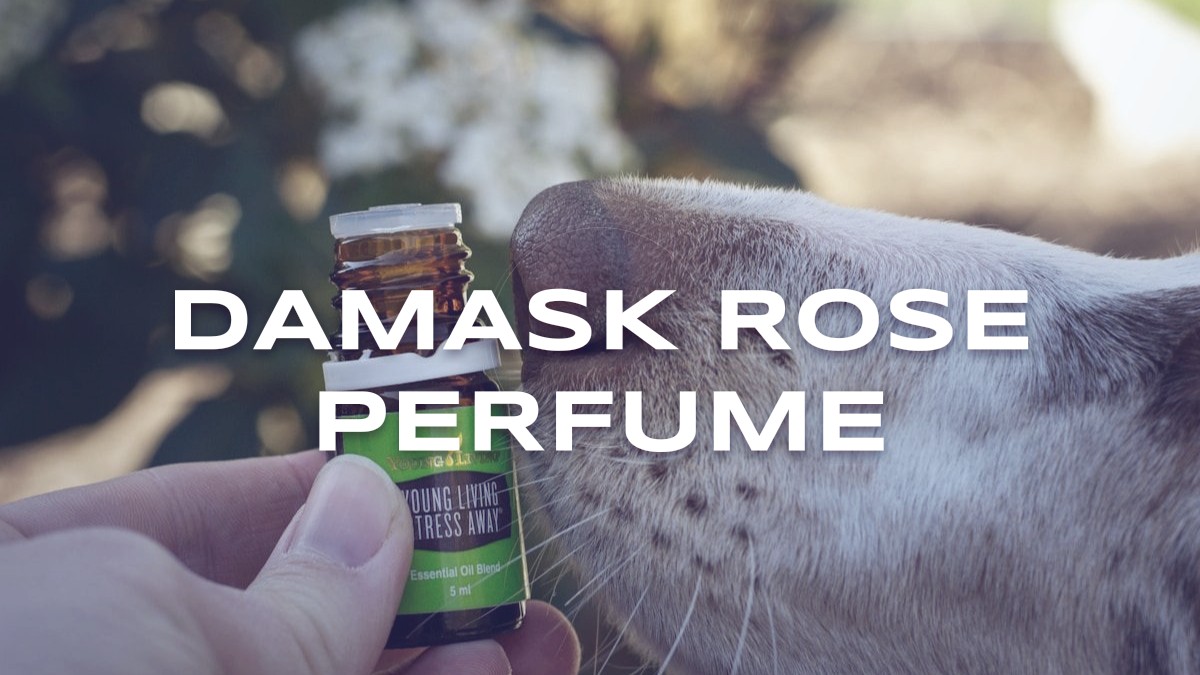 damask rose perfume