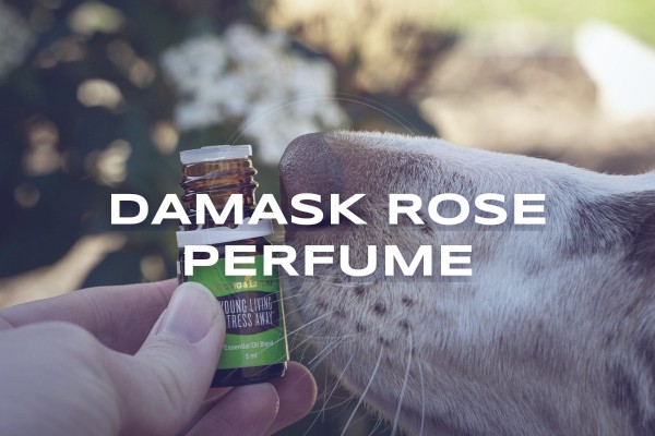 damask rose perfume