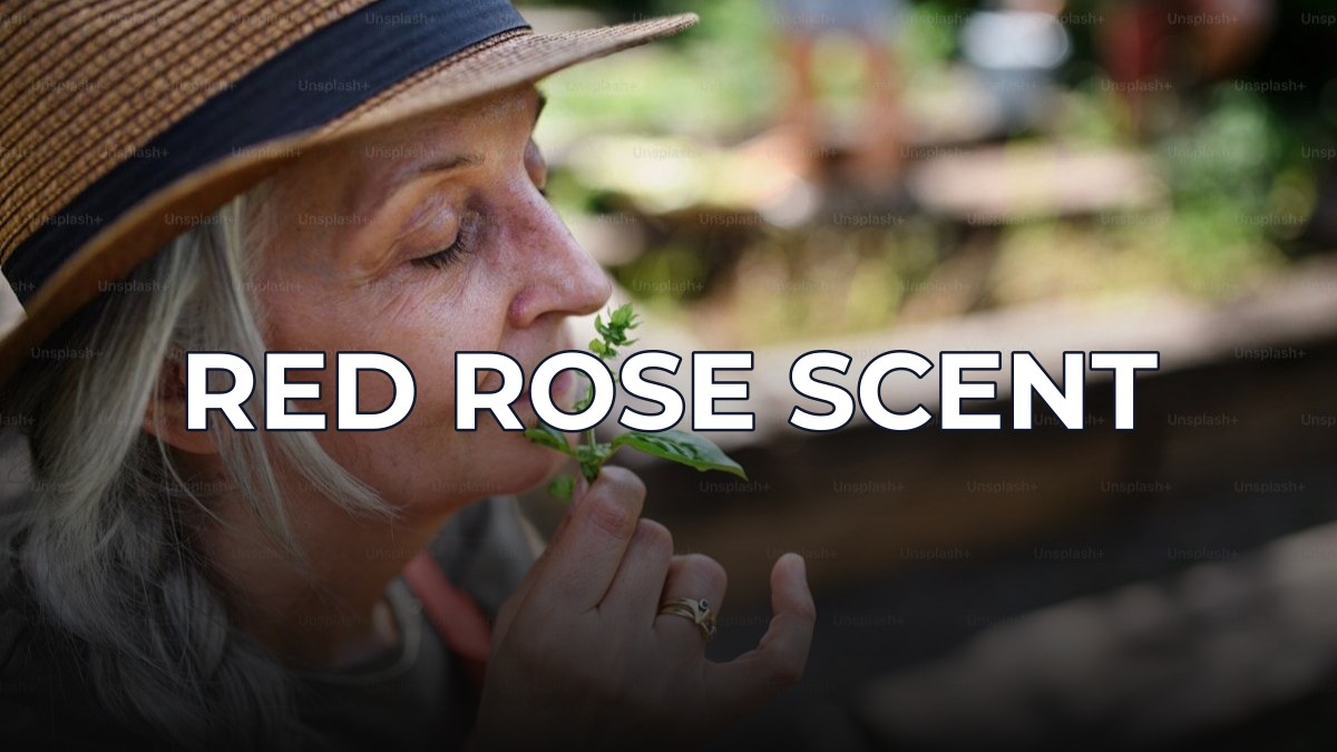 red rose scent