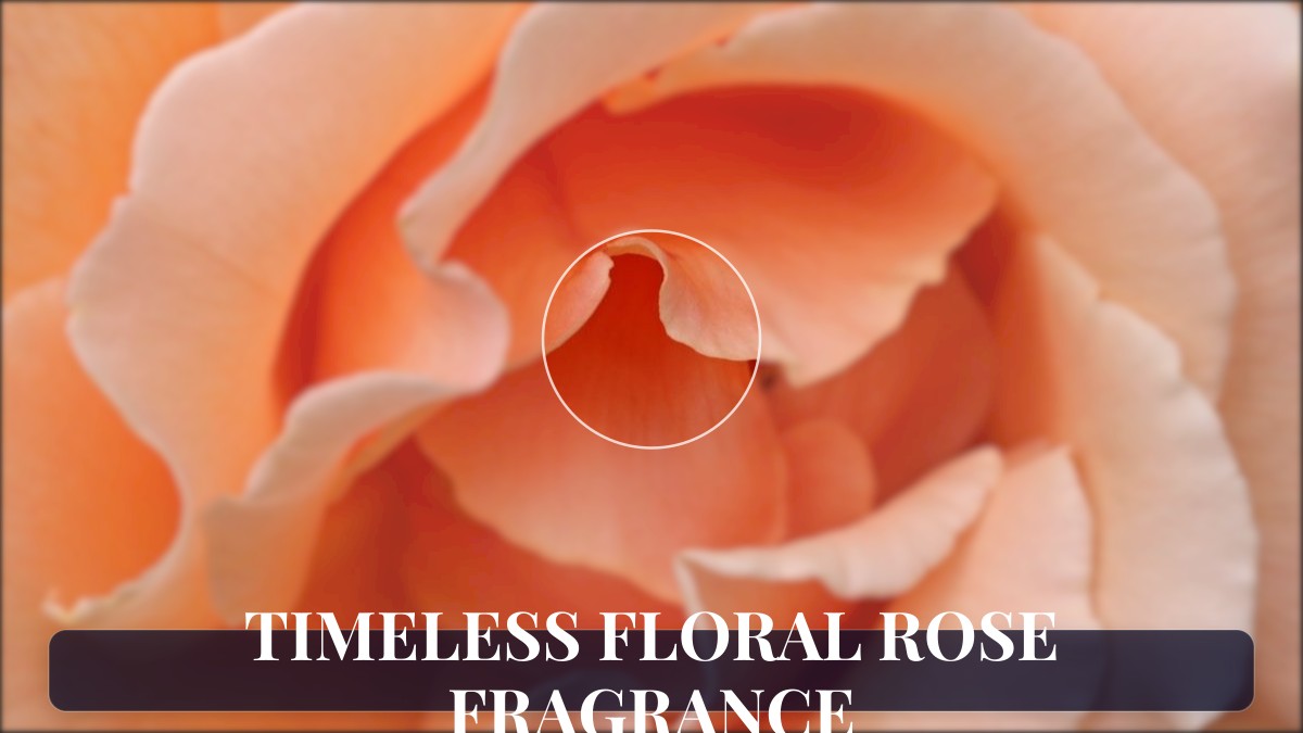timeless floral rose fragrance